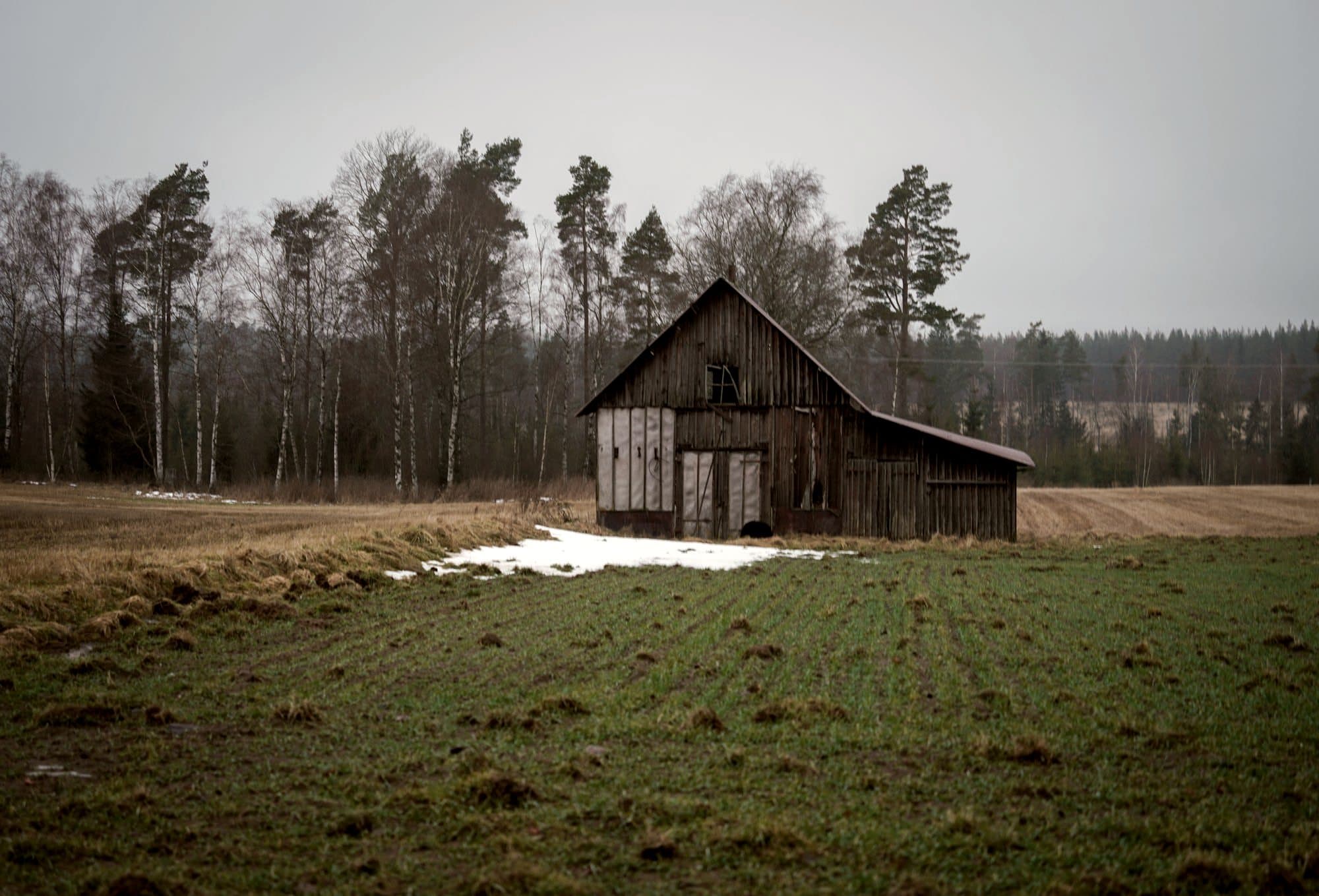 Forvitret lade i et landskab med birk og gran